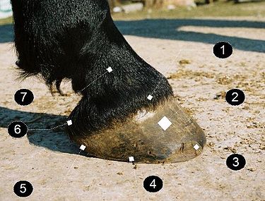 A horse 's hoof with numbered labels on it.