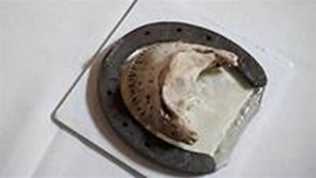 Traditional horseshoes provide little to no <br>protection for the hoof structure. <br>Shown here, the coffin bone placed where <br>it would be exposed to trauma or injury.