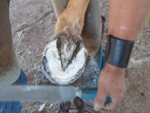 hoof-bottom