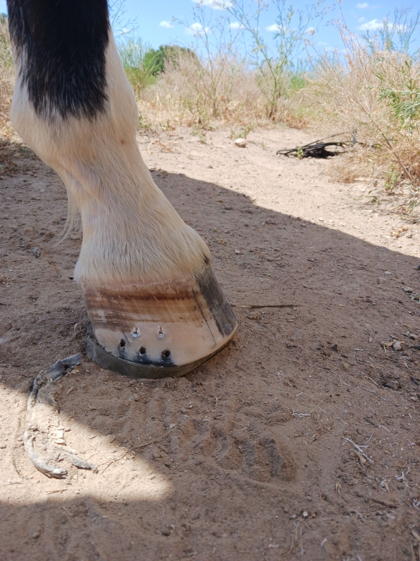 A horse 's hoof with its foot on the ground.